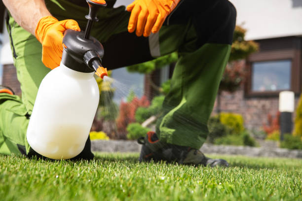 Best Wasp Removal Services  in Bolindale, OH