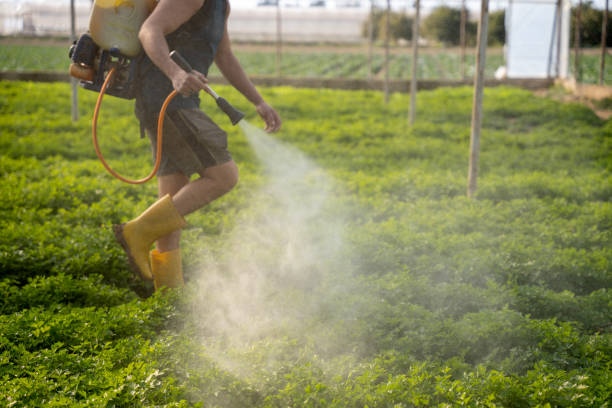 Best Pest Control Near Me in Bolindale, OH