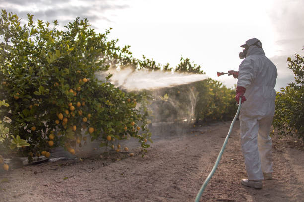 Best Pest Control for Homes  in Bolindale, OH