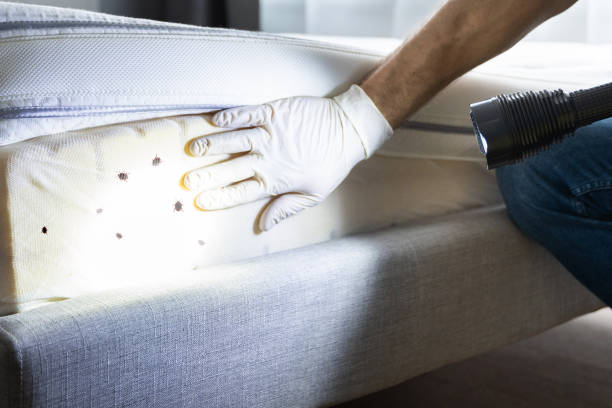 Best Cockroach Control Services  in Bolindale, OH