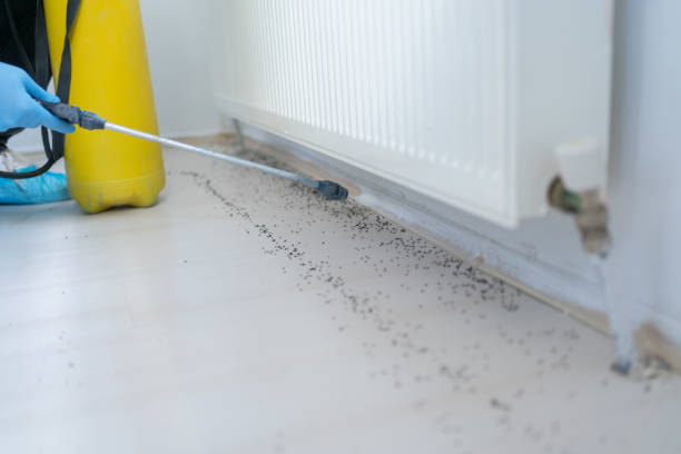 Best Spider Control Near Me  in Bolindale, OH