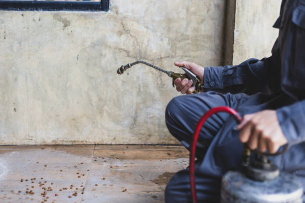 Wasp Removal Services in Bolindale, OH